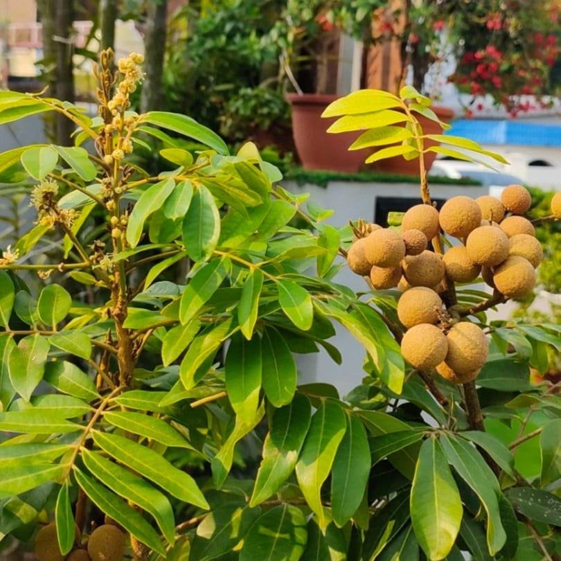 Logan 4 Season (લોગન ચાર ઋતુ)